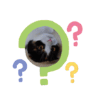 みんなのぬこ（個別スタンプ：16）
