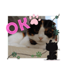 みんなのぬこ（個別スタンプ：17）
