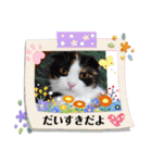 みんなのぬこ（個別スタンプ：23）