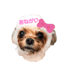 ヨーチワ×ひなちゃん（個別スタンプ：1）