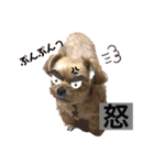 ヨーチワ×ひなちゃん（個別スタンプ：13）