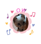 neko123（個別スタンプ：3）