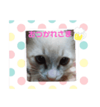 neko123（個別スタンプ：5）