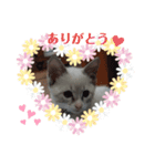 neko123（個別スタンプ：7）