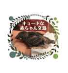 キュートな文鳥たち。1（個別スタンプ：8）