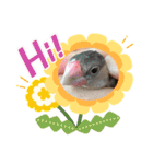 キュートな文鳥たち。1（個別スタンプ：16）