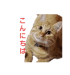 茶トラのちゃくんsmall（個別スタンプ：1）