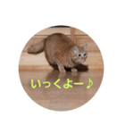 茶トラのちゃくんsmall（個別スタンプ：3）
