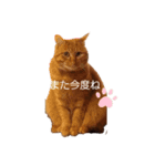 茶トラのちゃくんsmall（個別スタンプ：7）