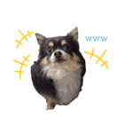 日常で使える可愛い犬のスタンプver.2（個別スタンプ：1）