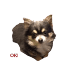 日常で使える可愛い犬のスタンプver.2（個別スタンプ：2）