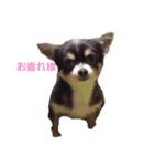 日常で使える可愛い犬のスタンプver.2（個別スタンプ：3）