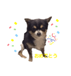 日常で使える可愛い犬のスタンプver.2（個別スタンプ：5）