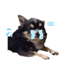 日常で使える可愛い犬のスタンプver.2（個別スタンプ：6）