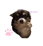 日常で使える可愛い犬のスタンプver.2（個別スタンプ：8）