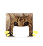 ♡にゃんず4♡（個別スタンプ：2）