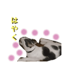 オレオのスタンプ（part.1）（個別スタンプ：1）
