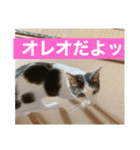 オレオのスタンプ（part.1）（個別スタンプ：5）