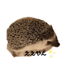 ハリネズミのさくらちゃん桑名弁（個別スタンプ：16）