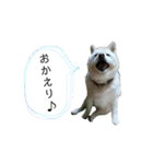 白柴はなちゃんsimple（個別スタンプ：1）