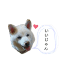 白柴はなちゃんsimple（個別スタンプ：2）