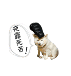 白柴はなちゃんsimple（個別スタンプ：3）