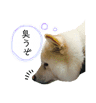 白柴はなちゃんsimple（個別スタンプ：6）