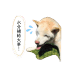 白柴はなちゃんsimple（個別スタンプ：7）
