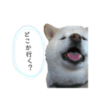 白柴はなちゃんsimple（個別スタンプ：9）