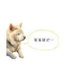 白柴はなちゃんsimple（個別スタンプ：10）