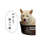 白柴はなちゃんsimple（個別スタンプ：12）