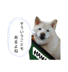 白柴はなちゃんsimple（個別スタンプ：13）