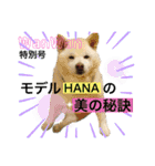 白柴はなちゃんsimple（個別スタンプ：14）