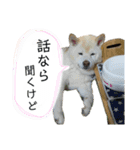白柴はなちゃんsimple（個別スタンプ：15）