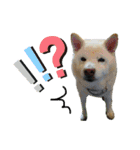 白柴はなちゃんsimple（個別スタンプ：17）