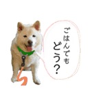 白柴はなちゃんsimple（個別スタンプ：18）