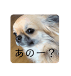 愛犬チップスタンプ！！（個別スタンプ：1）