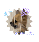 愛犬チップスタンプ！！（個別スタンプ：2）