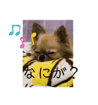 愛犬チップスタンプ！！（個別スタンプ：3）