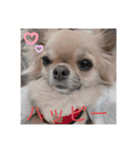 愛犬チップスタンプ！！（個別スタンプ：4）