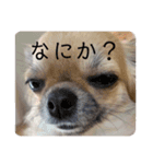 愛犬チップスタンプ！！（個別スタンプ：10）