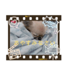 愛犬チップスタンプ！！（個別スタンプ：11）