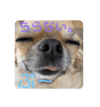 愛犬チップスタンプ！！（個別スタンプ：12）