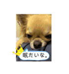 愛犬チップスタンプ！！（個別スタンプ：13）