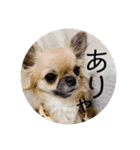 愛犬チップスタンプ！！（個別スタンプ：14）