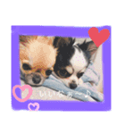 愛犬チップスタンプ！！（個別スタンプ：15）