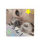 愛犬チップスタンプ！！（個別スタンプ：16）