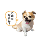使える！わんちゃんスタンプ(ロンちゃん1)（個別スタンプ：6）