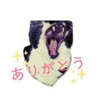 プクの日常（個別スタンプ：3）