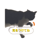 プクの日常（個別スタンプ：6）